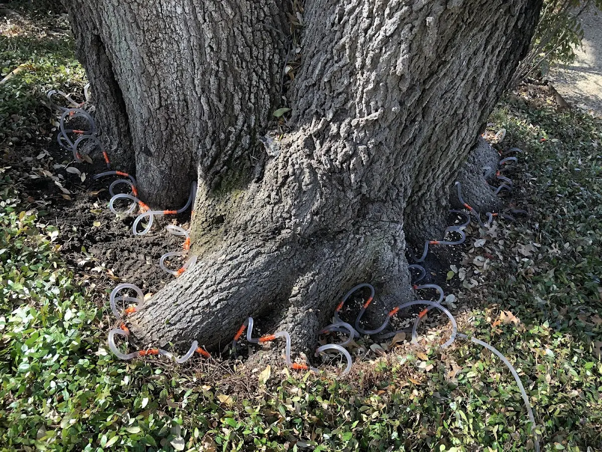 Detailed Shrub and Hedge Trimming job site in Lyles