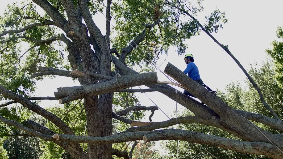 Professional Hazardous Tree Removal performed by certified arborists in Lyles