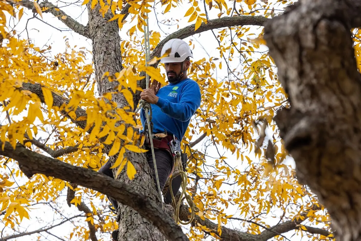 Skilled Tree Transplanting crew working in Lyles