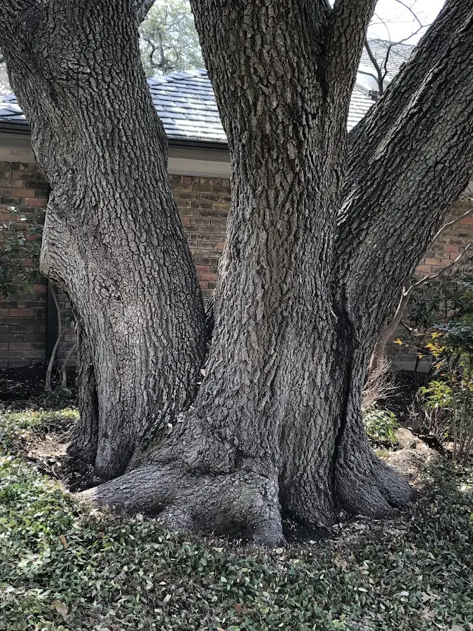 Mature heritage tree close to a Lyles property cared for by certified arborists