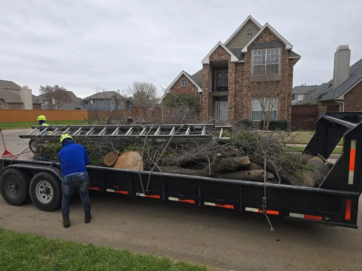 Expert Tree Pest Control with proper safety equipment in Lyles